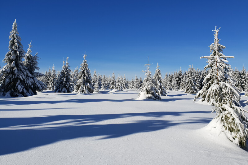 Winterlandschaft bei Ruhla im Thüringer Wald mit verschneiten Bäumen