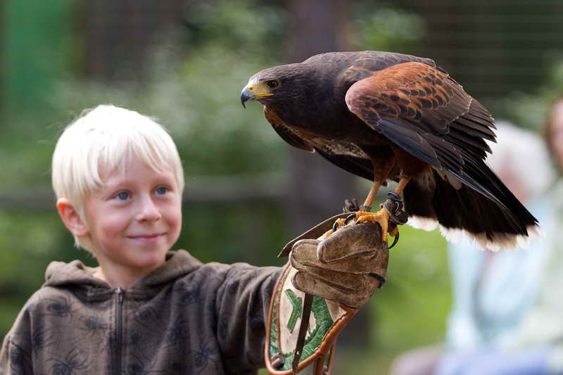 Junge mit Falken auf dem Arm während der Flugvorführung der Greifenwarte