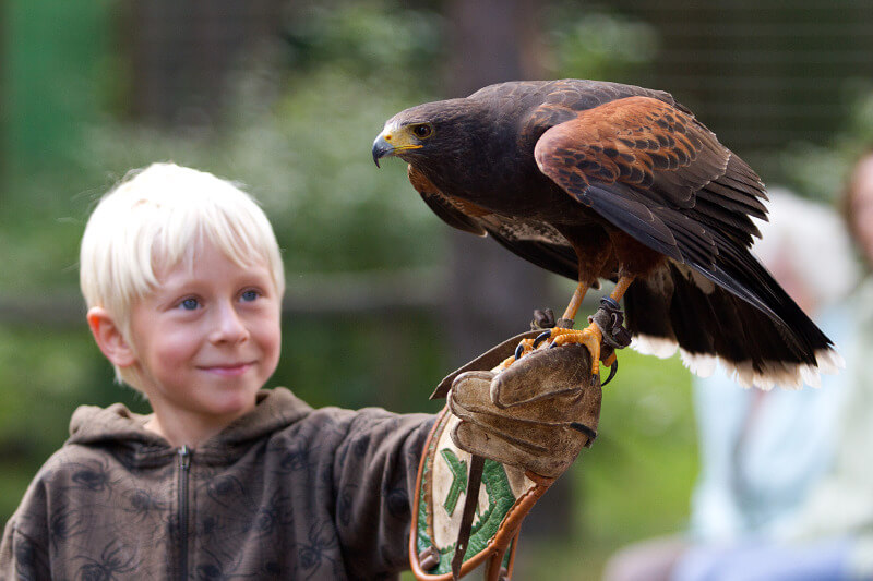 Kind mit Falken auf dem Arm während der Flugvorführung in der Greifenwarte